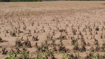 La sequía amenaza al ganado de los pequeños productores salteños