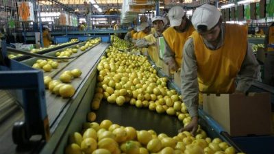 Los productores de limones en alerta