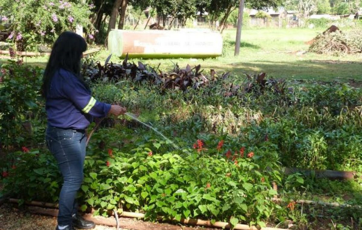 El vivero municipal de Posadas produce unos 25 mil árboles y plantas por año
