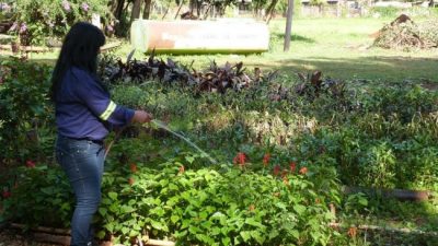El vivero municipal de Posadas produce unos 25 mil árboles y plantas por año