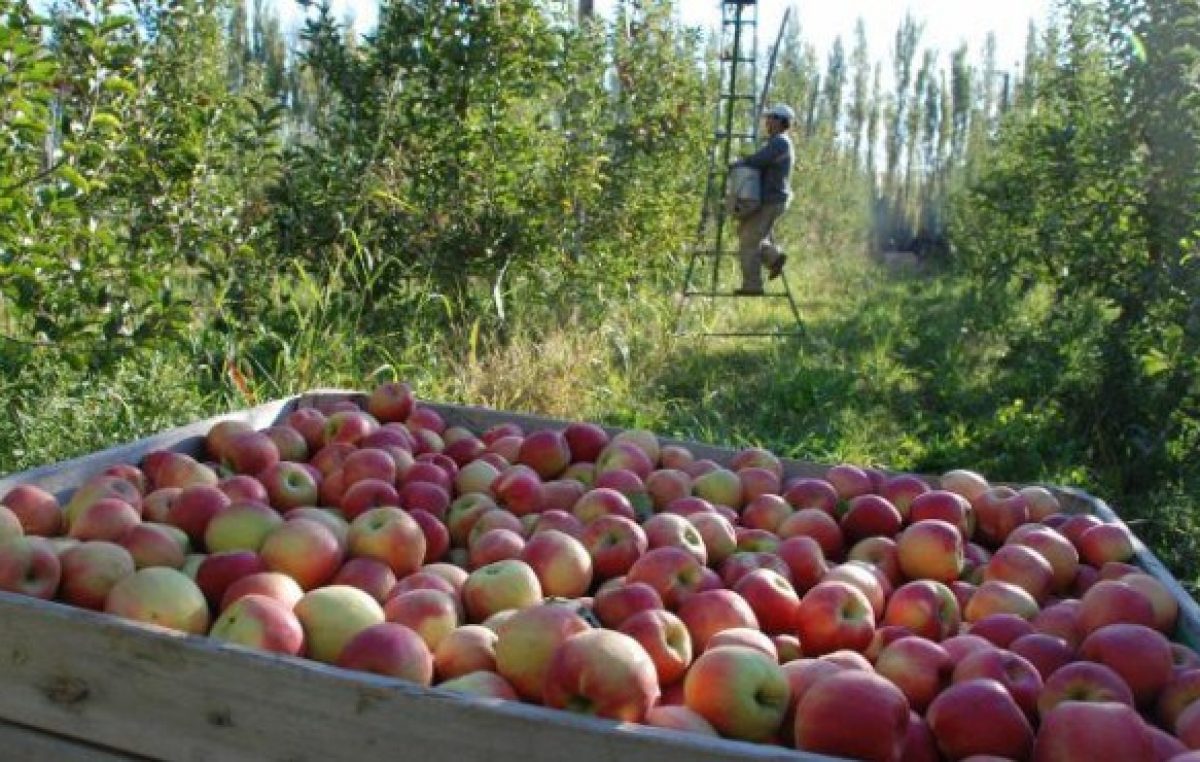 Crisis frutícola en Río Negro: cada vez menos chacras en producción