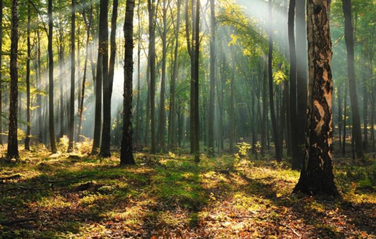 La otra cara del proyecto para sancionar la Ley de Bosques bonaerenses: Denuncian intereses inmobiliarios