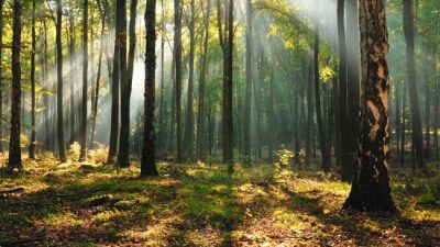 La otra cara del proyecto para sancionar la Ley de Bosques bonaerenses: Denuncian intereses inmobiliarios