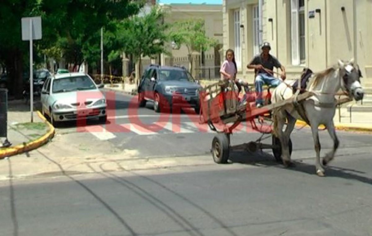 Por ordenanza, quedó prohibida la tracción a sangre animal en Paraná