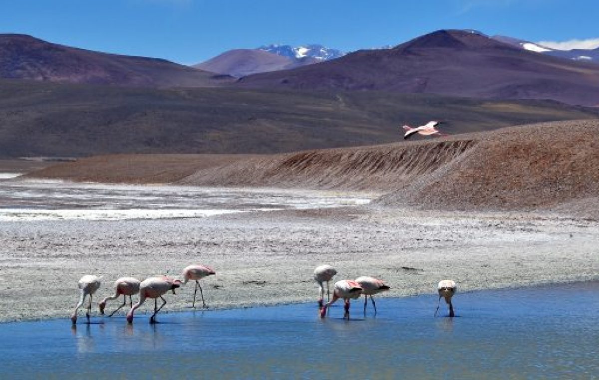 Visita a la reserva Laguna Brava