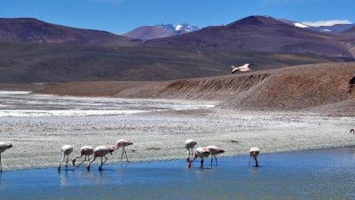 Visita a la reserva Laguna Brava