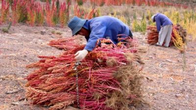 Impulso a la cadena de valor de la quinoa puneña