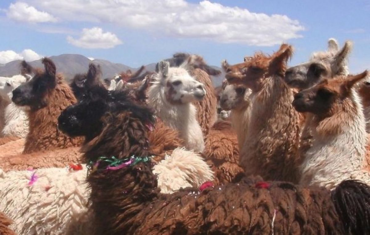 Jujuy: Más de $ 2 millones para acopio de fibra de llama