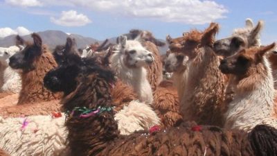 Jujuy: Más de $ 2 millones para acopio de fibra de llama
