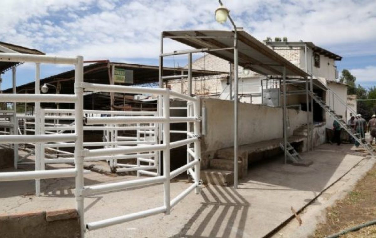 Centenario reactiva su matadero y piensa en la economía local