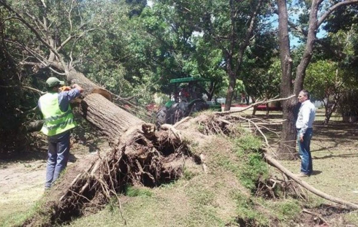 La ciudad de Rafaela perdió casi 2 mil árboles en menos de un año