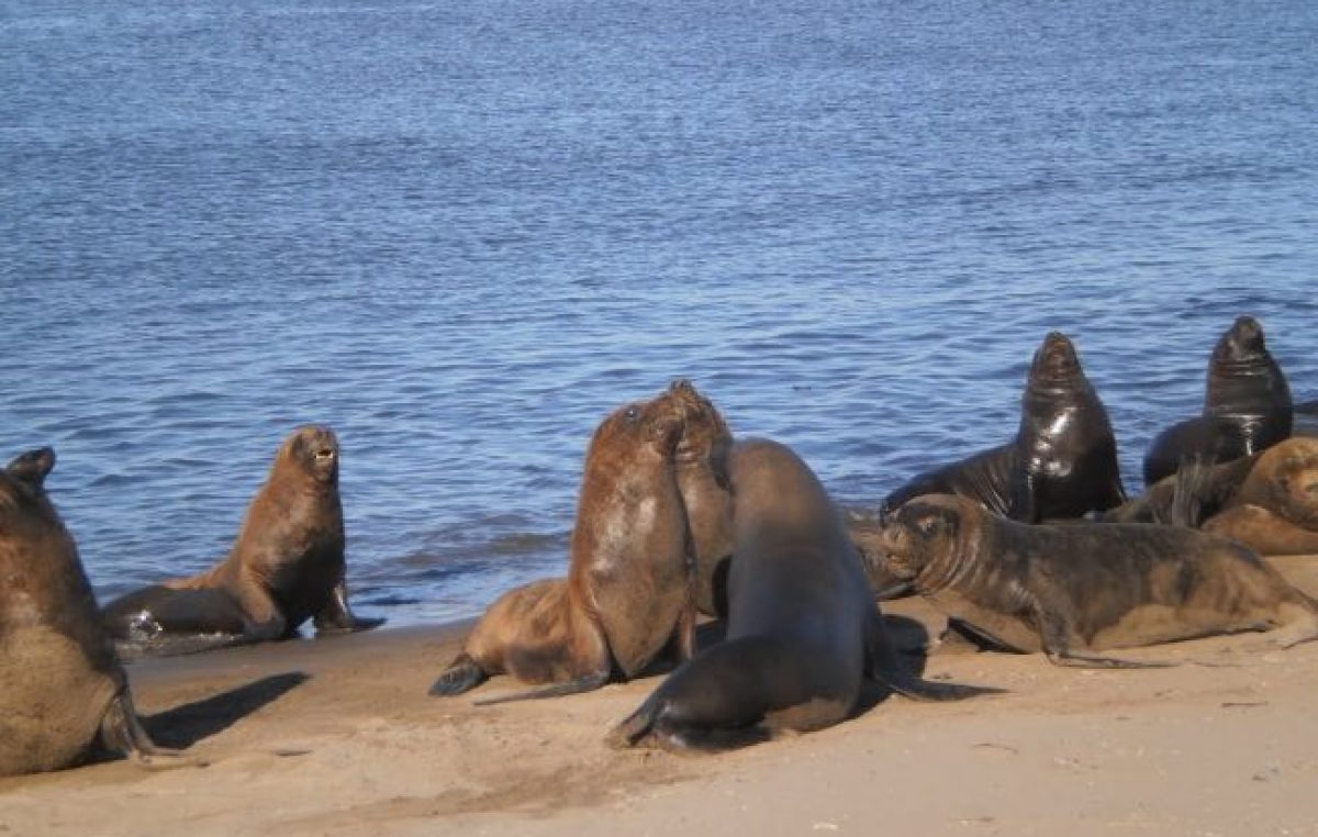 Concejales de Cambiemos buscan expulsar a los lobos marinos en Necochea