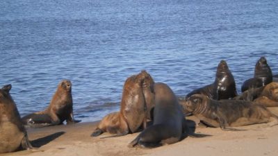Concejales de Cambiemos buscan expulsar a los lobos marinos en Necochea