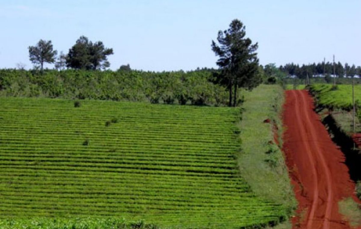 Rutas y secretos de la yerba mate en Misiones