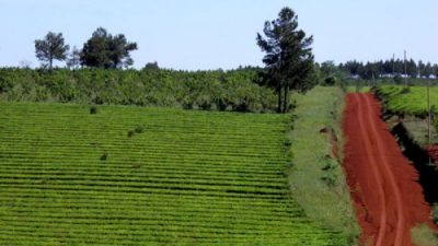 Rutas y secretos de la yerba mate en Misiones