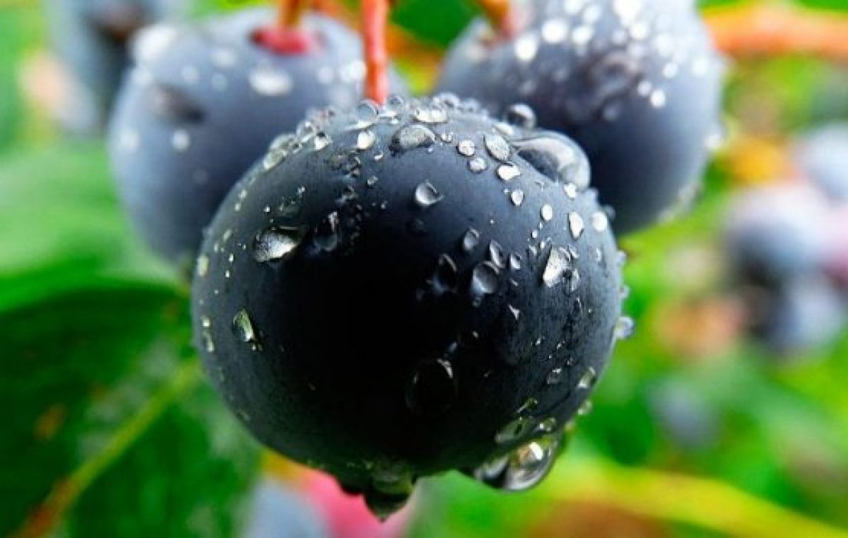 La amargura del productor de arándano