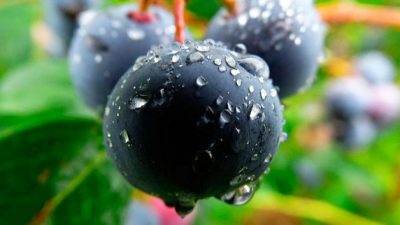 La amargura del productor de arándano