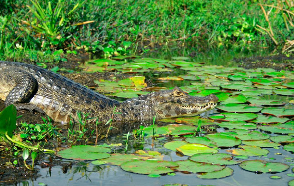 Comenzó la 1ª Fiesta del Iberá y la Biodiversidad, en Carlos Pellegrini