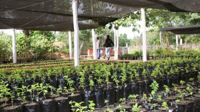 La Secretaría de Ambiente impulsa la creación de viveros municipales en Salta