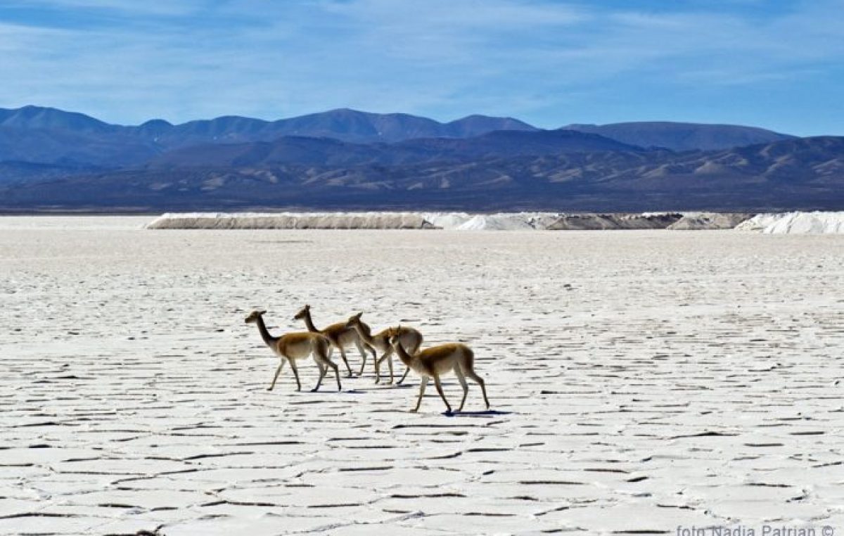 Un desierto blanco en el norte