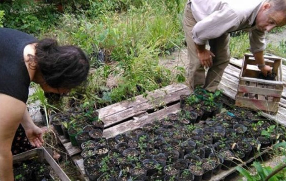 Gualeguaychú plantó tres mil árboles en tres meses