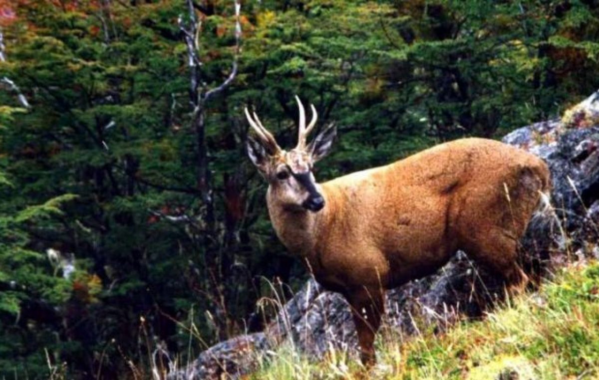 Parque Nacional Los Alerces, hogar del huemul