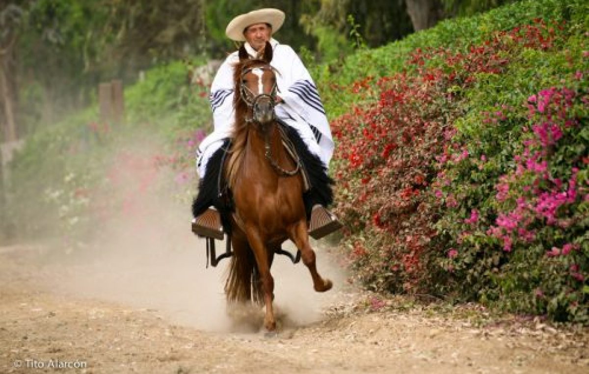 Semana de los caballos Peruanos de Paso en Salta