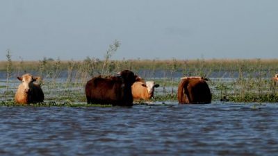 Productores correntinos, en emergencia: Por las lluvias murieron 50 mil animales