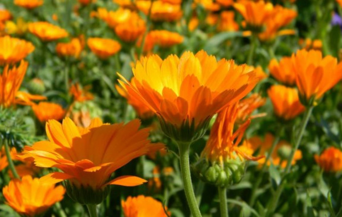 Rosario: Un curso municipal sobre plantas medicinales con récord de inscriptos