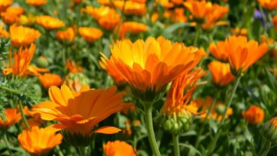 Rosario: Un curso municipal sobre plantas medicinales con récord de inscriptos