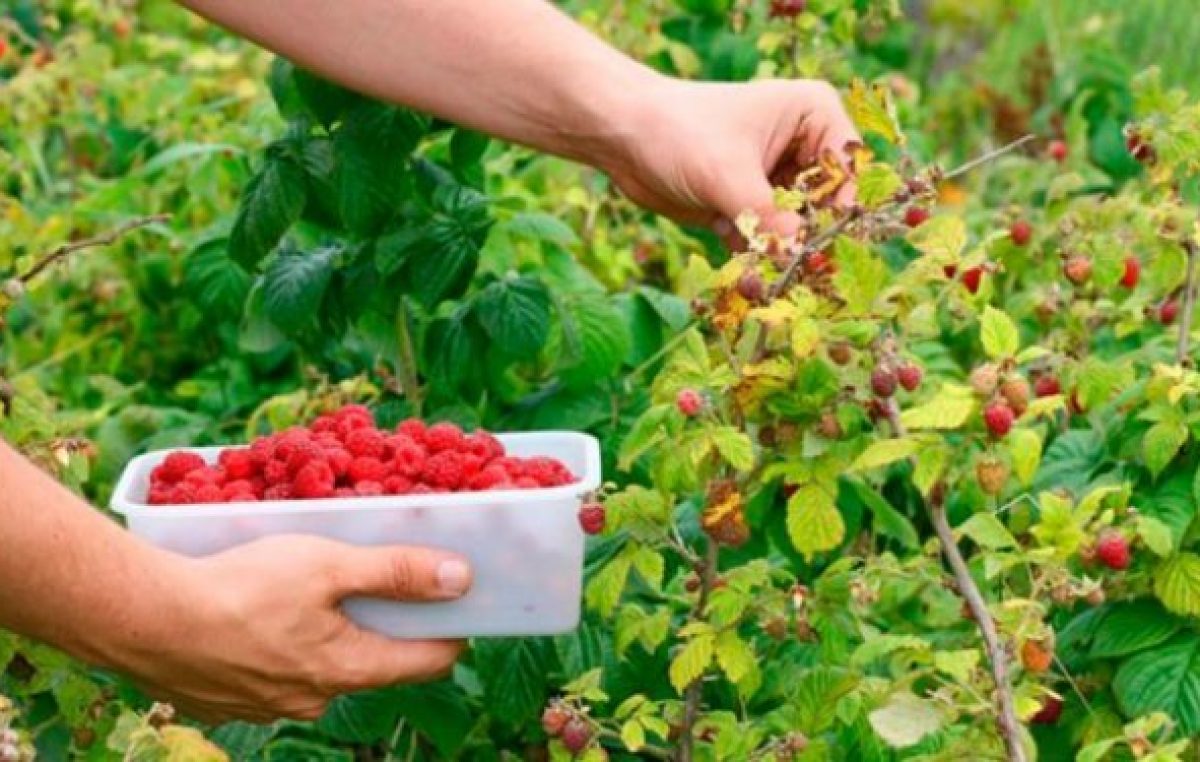 El Bolsón quiere comercializar su fruta fina en los Emiratos Árabes Unidos