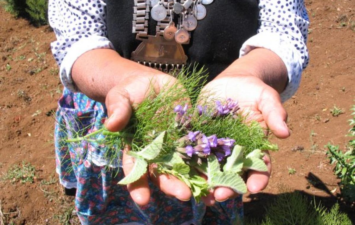Drama mapuche: el Senasa les prohíbe una práctica milenaria garantizada por la OIT