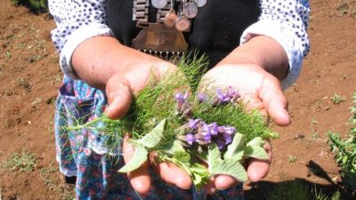 Drama mapuche: el Senasa les prohíbe una práctica milenaria garantizada por la OIT