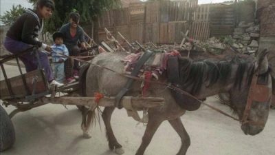 Darán 220 motocargas para que los carreros salteños no usen caballos