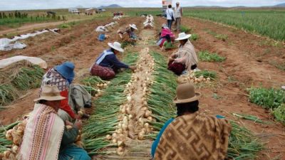 Bolivia produce el 95% de los alimentos que consume