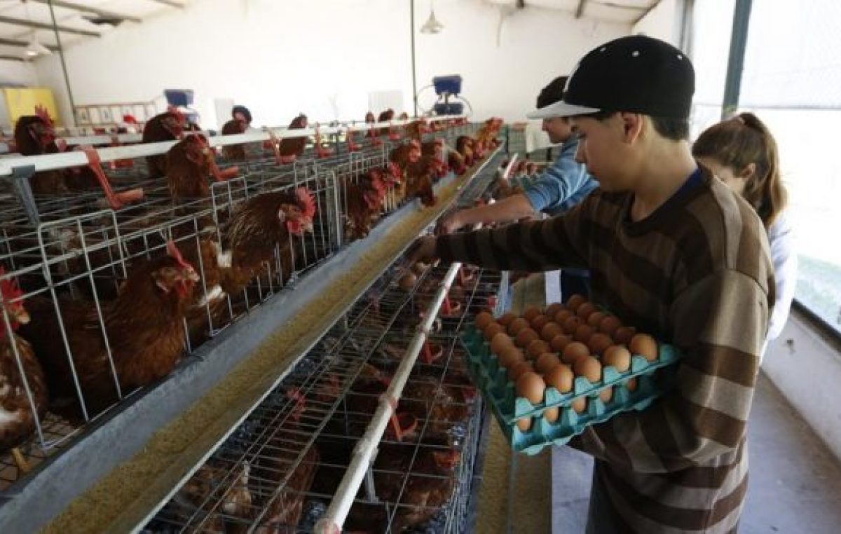 En Ayacucho una escuela agraria abastece de huevos a hogares de ancianos, comedores y hospitales