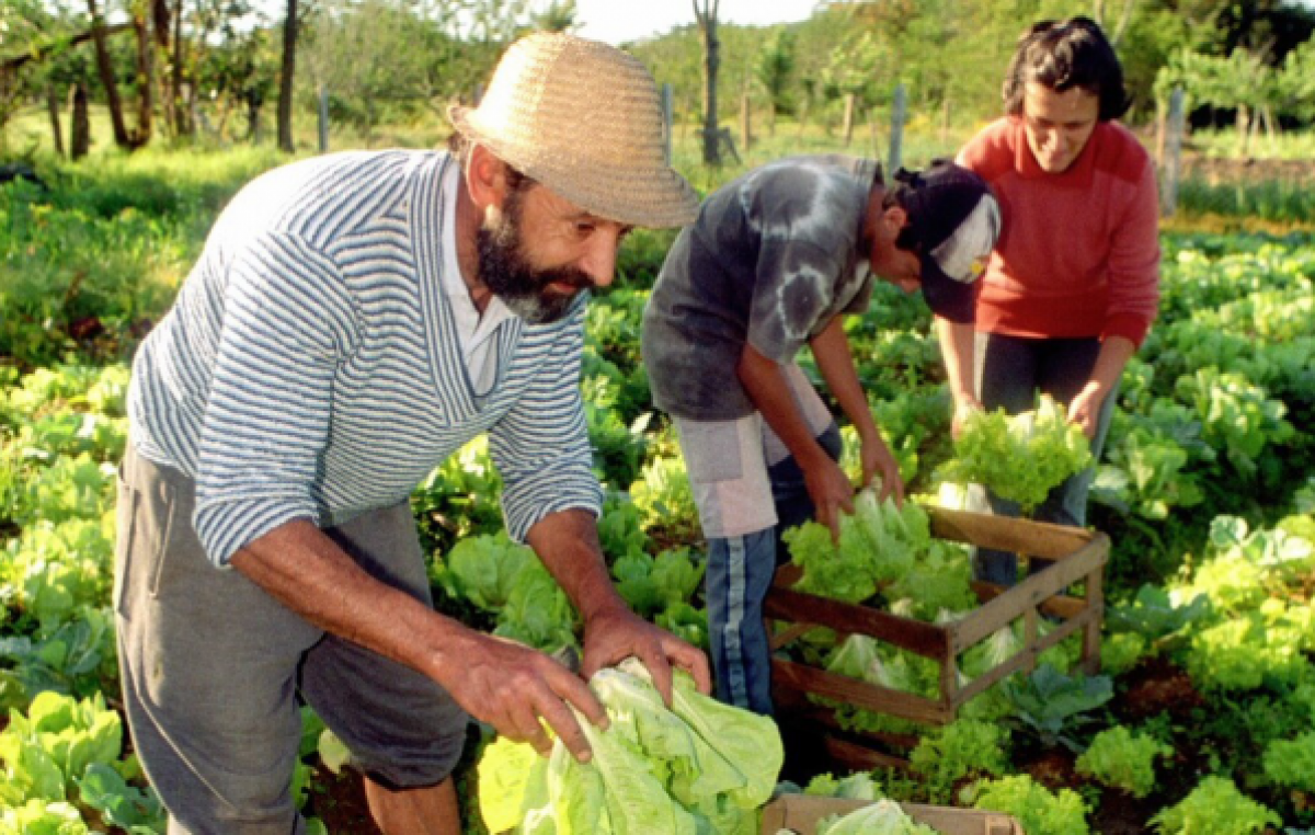Agricultura familiar: Reducen el presupuesto y cae la actividad de los productores