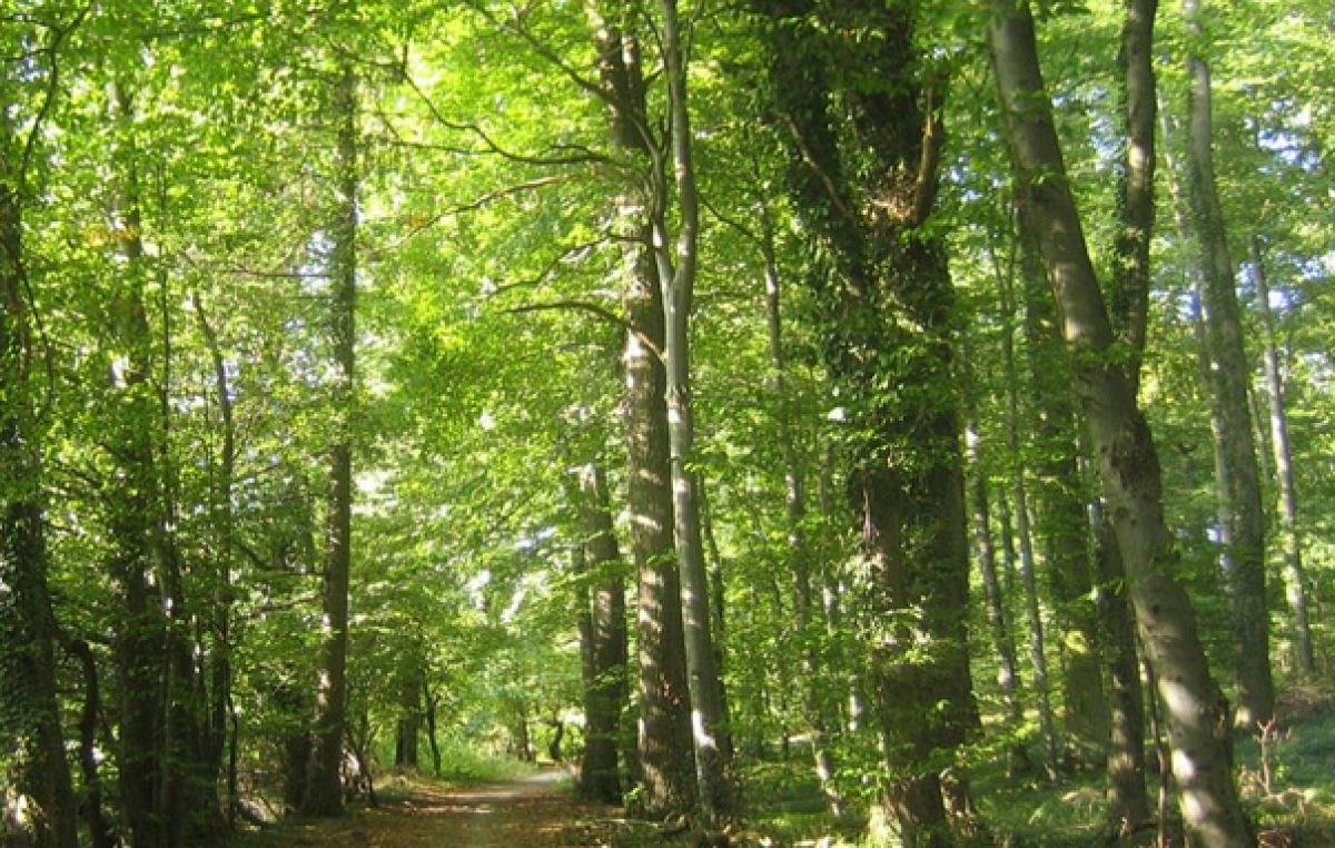 Buenos Aires: Denuncian que la Ley de Bosques esconde la entrega de terrenos a grupos inmobiliarios