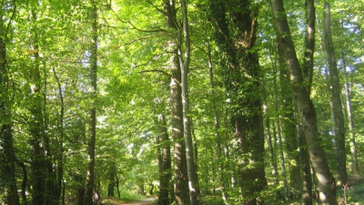 Buenos Aires: Denuncian que la Ley de Bosques esconde la entrega de terrenos a grupos inmobiliarios