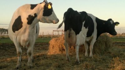 Crisis en Junín: Advierten que “cada vez van a ser más los tambos que van a desaparecer”