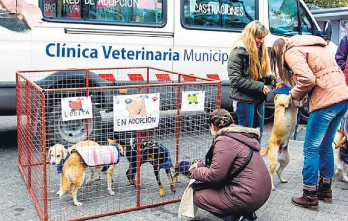 Berazategui, un municipio mascotero