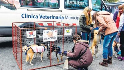Berazategui, un municipio mascotero