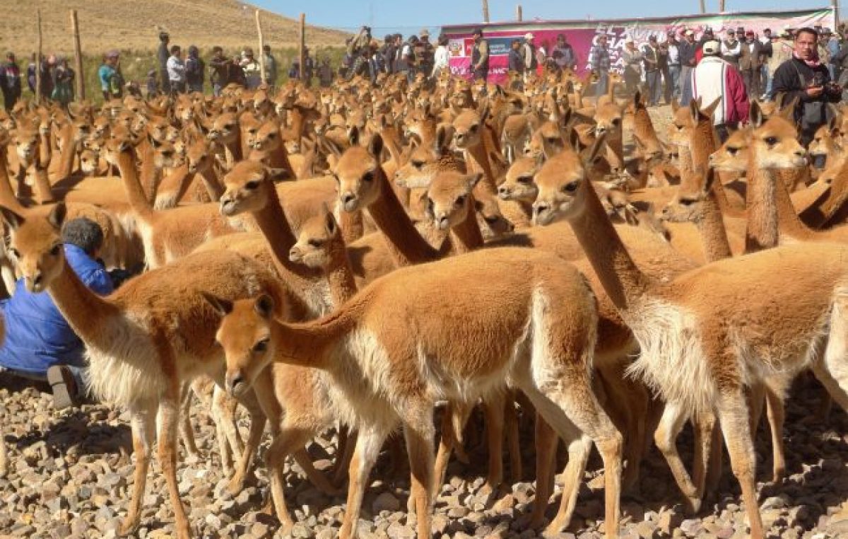 Se hizo el primer «chaku» de este año en la puna Jujuy