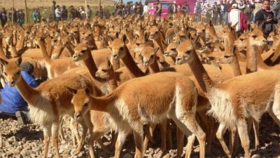 Se hizo el primer «chaku» de este año en la puna Jujuy