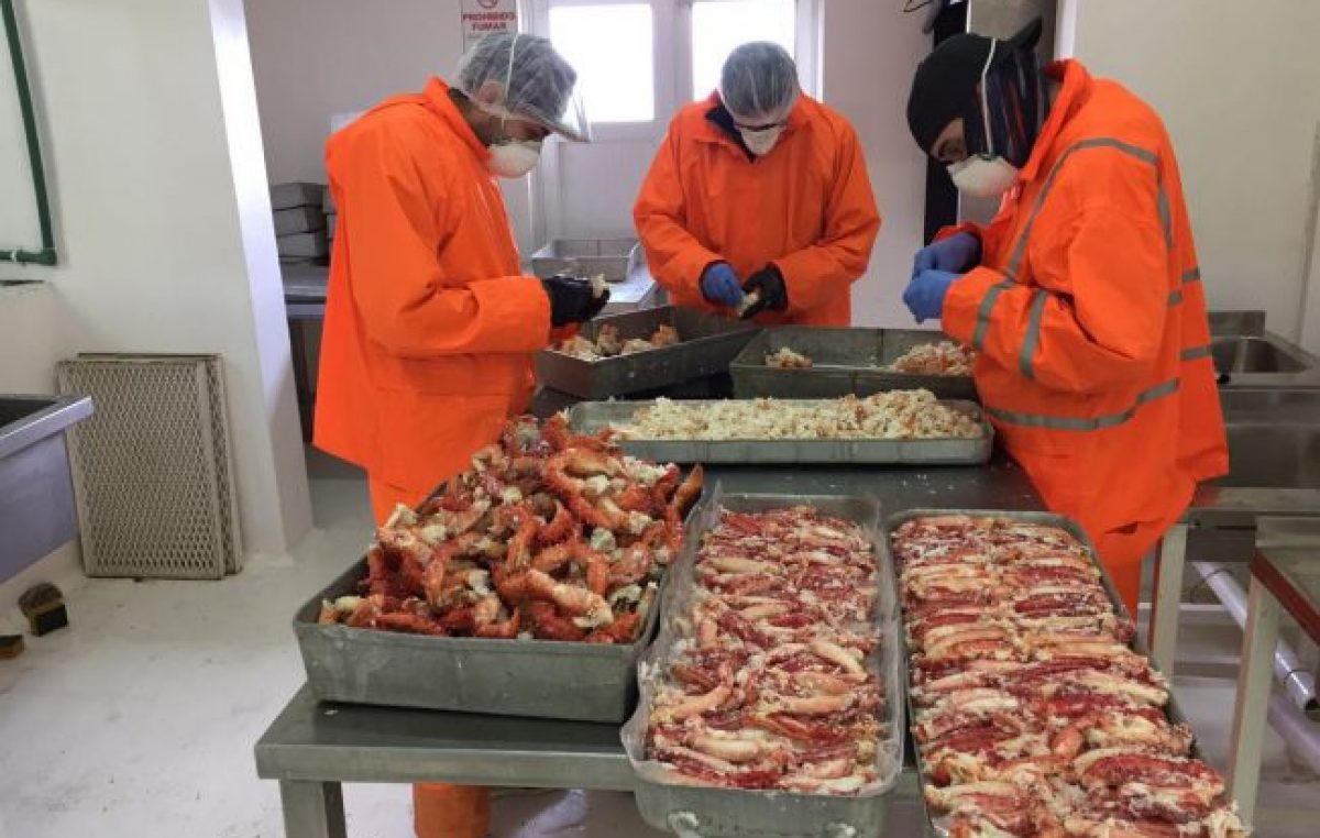 La Planta Municipal de Ushuaia trabaja procesando centolla, mejillones y cholgas