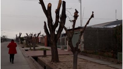 La multa al intendente de Junín por dañar más de 2700 árboles quedó en veremos