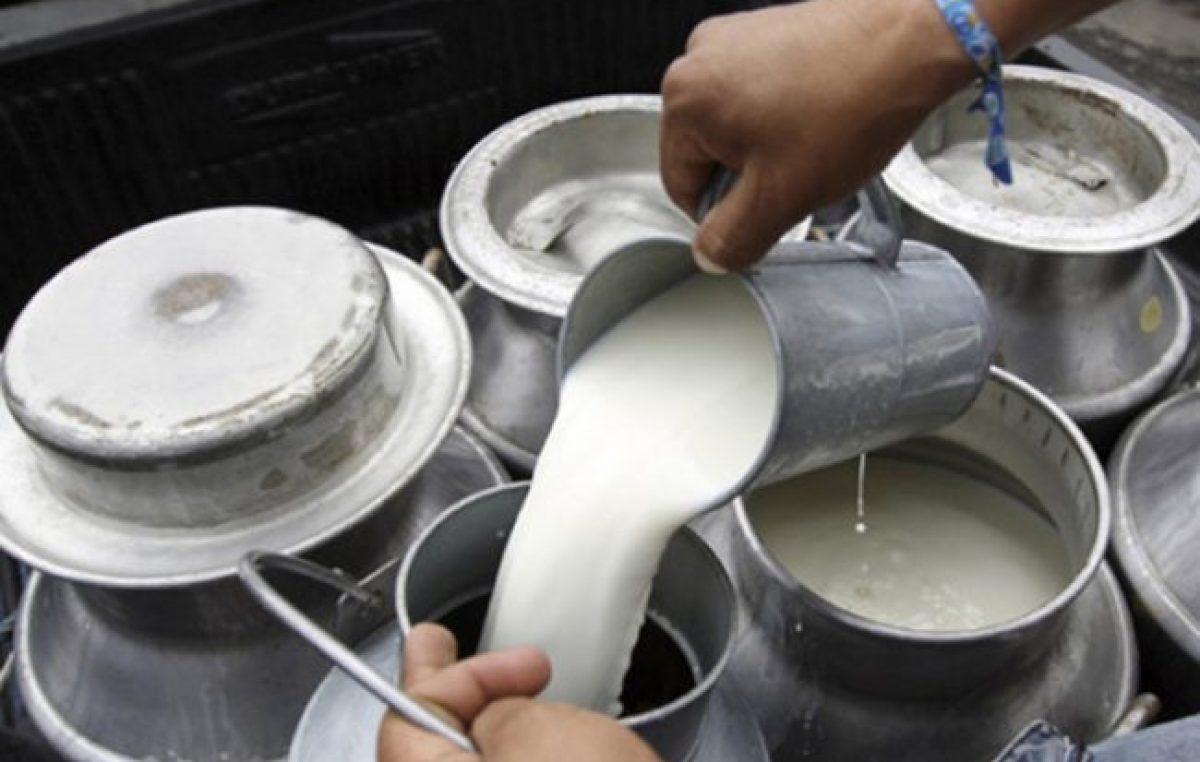 Cayó 12 por ciento la producción láctea en dos años