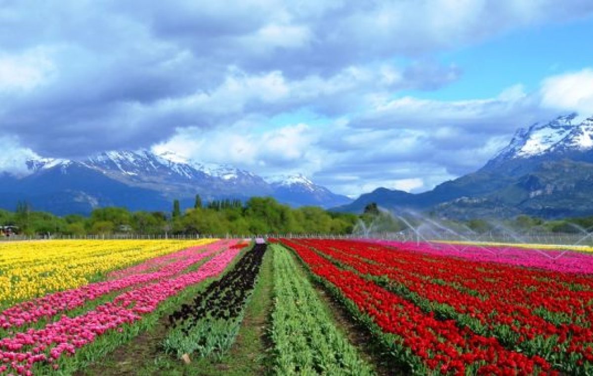 Un pueblo con aroma a tulipán en el sur argentino