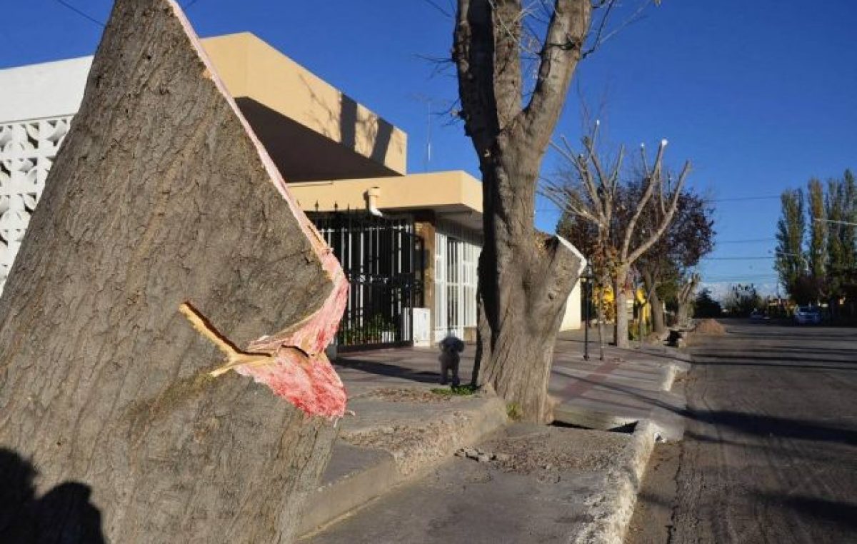 Multa millonaria a Junín por una drástica poda del arbolado público