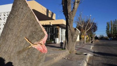 Multa millonaria a Junín por una drástica poda del arbolado público